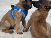 Şecereli ve Şeceresiz Malinois Yavrular