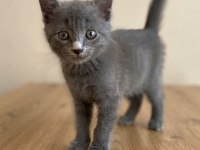 British Shorthair Dişi Yavrumuz