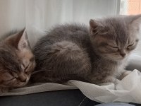 Uyguna british shorthair yavrular