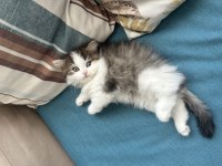 1.5 AYLIK BİRTİSH LONGHAİR YAVRU KEDİMİZ