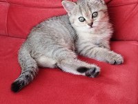 Safkan british yavrularımız