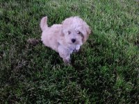 Maltipoo F2 Dişi