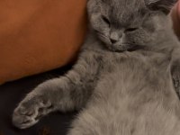 3 aylık british shorthair