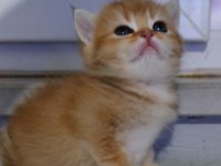 Safkan british shorthair aciklamayı okuyun lutfen