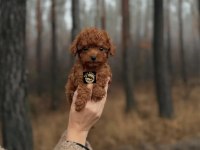 PETS WORLD GÜVENCESİYLE TOY POODLE