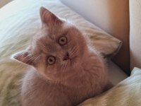 British shorthair lilac yavrumuz