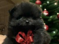 Sıfır boy pomeranian bebeğim türkiyede az bulunan renk uygun