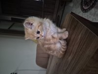 Oyun Canlısı Kucak Delisi British Longhair