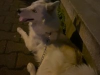 mavi gözlü beyaz husky