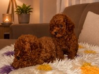 1 Dişi Ve 1 Erkek Toy Köpekler Yuvalarını Arıyor