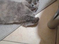 Ücretsiz Sahiplendirilecek 7 Aylık British Shorthair