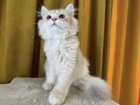 British longhair kedimiz paşa