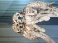 Poodle Köpeğimiz Yavruları