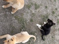 Çok uyguna yavru köpekler