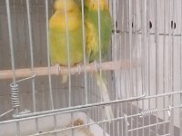 Her türlü muhabbet kuşu türü bulanmakta
