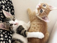 ERKEK KARDEŞ KEDİMİZE ACİL SICAK VE KALICI YUVA