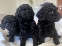 Toy poodle yavrularımız