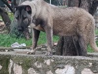 Orjinal kangal cinci köpekler
