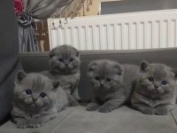 47 günlük scottish fold yavrular yeni yuvalarını arıyor