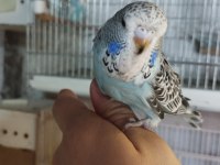 Yem yemeye başlayan ele alışık jumbo muhabbet yavrular