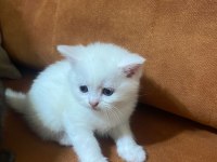 TATLI YAVRU BRİTİSH SHORTHAİR