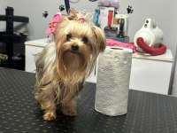 Şecereli akıllı bir kız yorkshire terrier