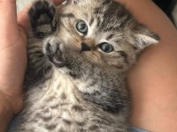 BRITISH SHORTHAIR SILVER TABBY