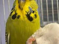 Ele alıştırmalık Jumbo Muhabbet Yavruları