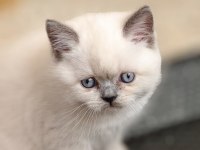 Blue point british shorthair