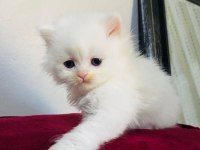 British Longhair Beyaz Yavru