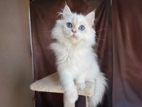 Beyaz british longhair koca kafa