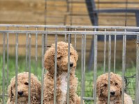 Avrupa Kan Hattı Dev Poodle Yavruları