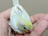 Gökkuşağı forpus papağanı