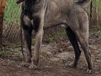 SİVASIN DEV KANGAL KÖPEKLERİ