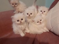 Orjinal british longhair erkek yavru iki aylık Antalya