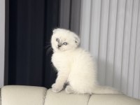 Minik scottish fold yavrularımıza yuva arıyoruz