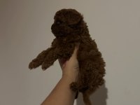 Kore toy Poodle Yavrular