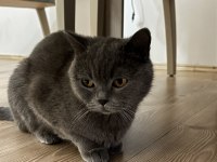 British Shorthair Dişi