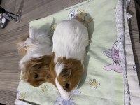 Eş ginepigler