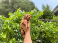 Dişi ve erkek poodle bebeklerimiz