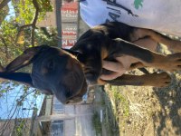 Orijinal kaliteli doberman yavruları
