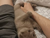 8 aylık özel renk lilac scottish fold