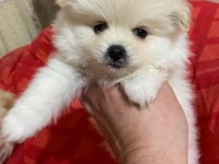 2 Dişi Pomeranian Spitz - Show Line Gülen Yüz Hatlı