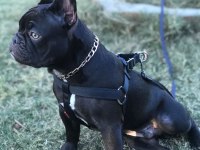 10 aylık erkek evde bakıldı harika anatomi french bulldog