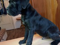 A Kaliteli Cane Corso Yavrular