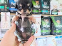 Minnacık teacup LONGHAİR CHİHUAHUA