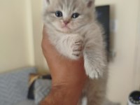 British Longhair Dişi Yavru