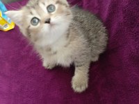 British shorthair