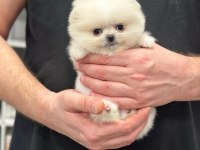Pomeranian boo köpekler
