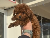 Petmode köpek çiftliğinden tea cup kore poodle